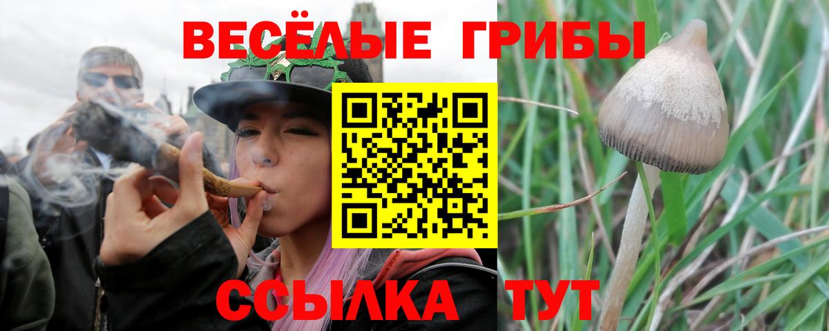 Галлюциногенные грибы Cubensis Бийск